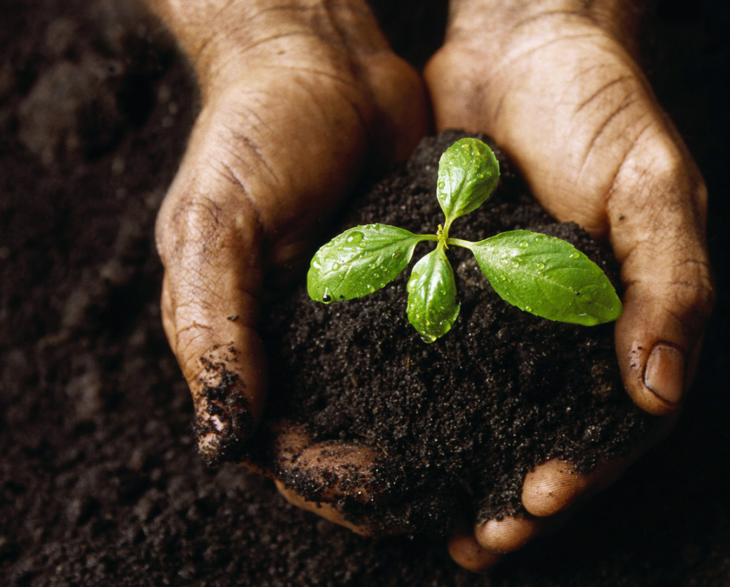 Как не зарасти на даче очистками и объедками. Показываем в картинках