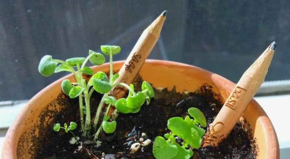 растущий карандаш.png