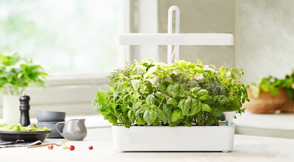 умный сад на подоконнике, микрозелень