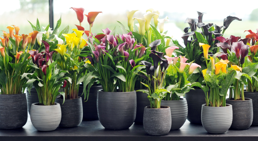 цветы в горшке в подарок.png