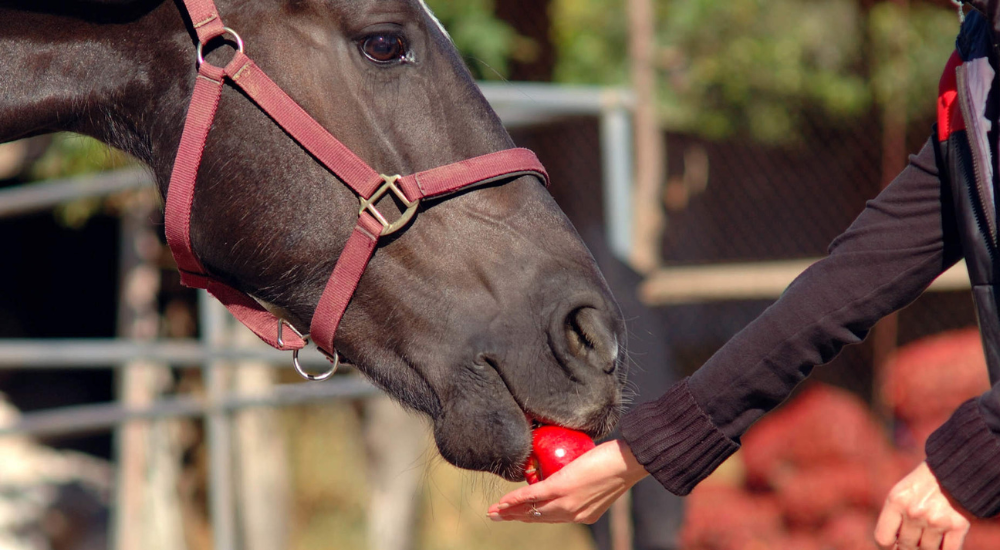 куда отдать яблоки.png