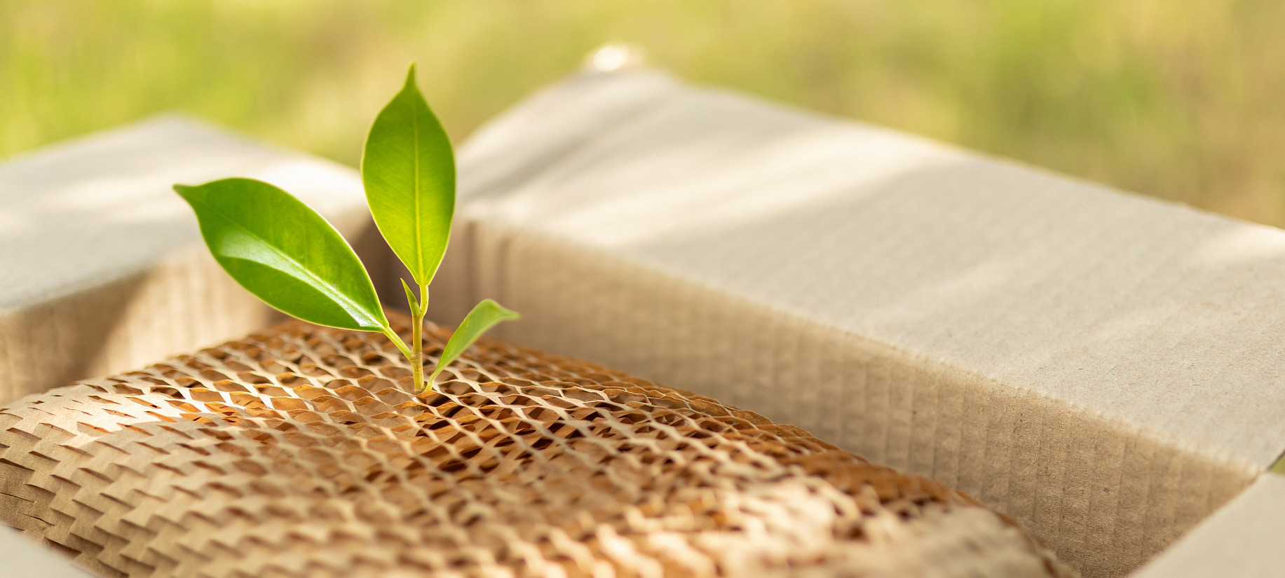 Экологичная упаковка для бизнеса: как выбрать материалы и наладить переработку