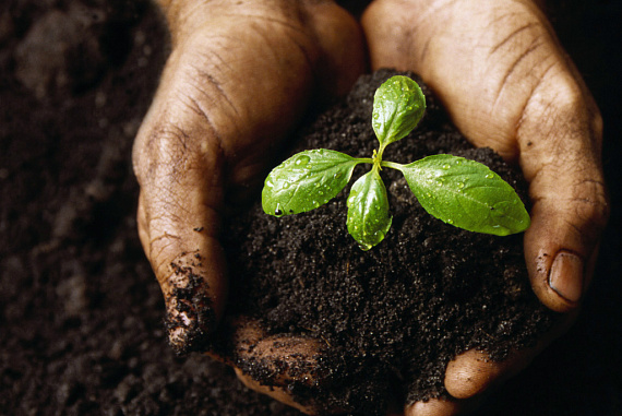 Как не зарасти на даче очистками и объедками. Показываем в картинках